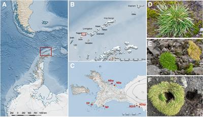 Source and acquisition of rhizosphere microbes in Antarctic vascular plants